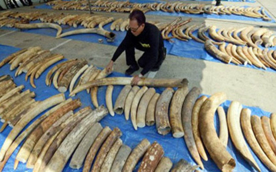Nghiên cứu mới về thực trạng buôn lậu ngà voi ở Indonesia, Thái Lan và Việt Nam
