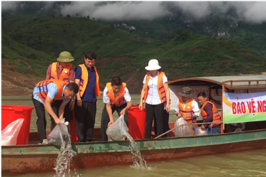 Tiếp tục thả hơn 100.000 con cá giống xuống lòng hồ thủy điện Sơn La