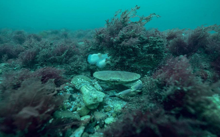 Phát hiện san hô ở vùng biển Đan Mạch chưa được khám phá 