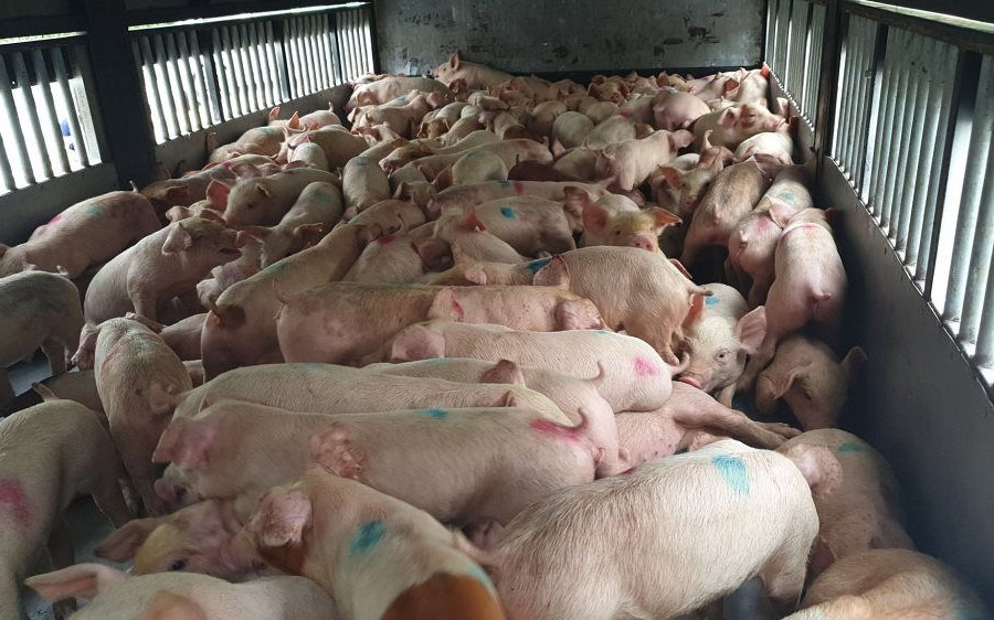 Nhiều khách hàng “tố” Công ty “bán chạy” lợn bệnh ở Nghệ An
