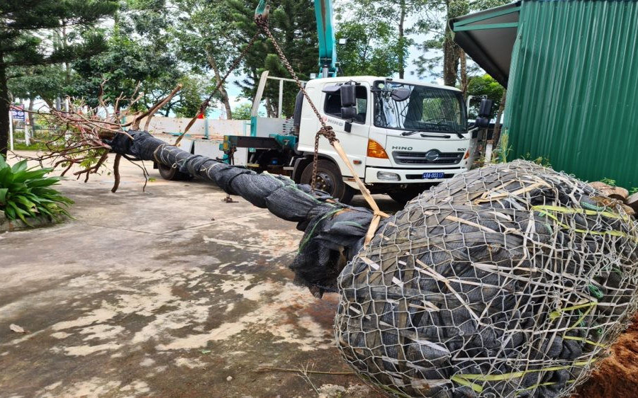 Đắk Nông: Phát hiện vụ khai thác trái phép cây mai rừng “khủng”