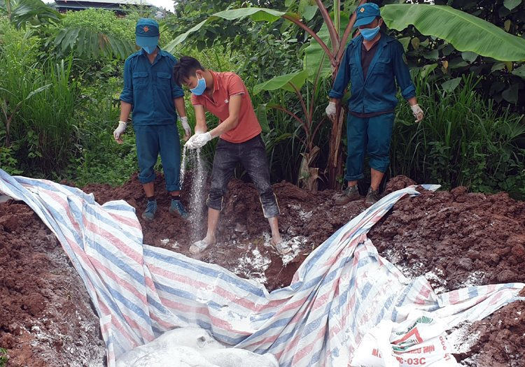 Điện Biên: Tiêu hủy 560kg lợn nhiễm dịch tả châu Phi tại huyện Mường Nhé 