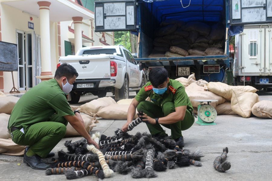 Lào Cai thu giữ 6 tấn lông gia súc không rõ nguồn gốc