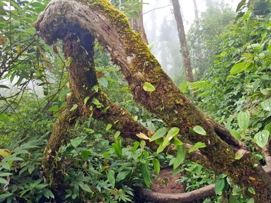 Khu Bảo tồn thiên nhiên Mường Nhé (Điện Biên) tăng cường quản lý, bảo vệ rừng