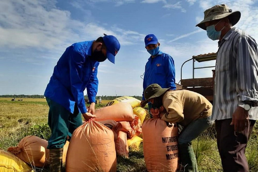 Tuổi trẻ Quảng Trị xắn tay gặt lúa giúp dân trong khu phong tỏa tạm thời
