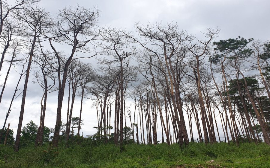 Đắk Nông: Hàng trăm cây thông dọc quốc lộ 28 có nguy cơ gãy đổ xuống đường