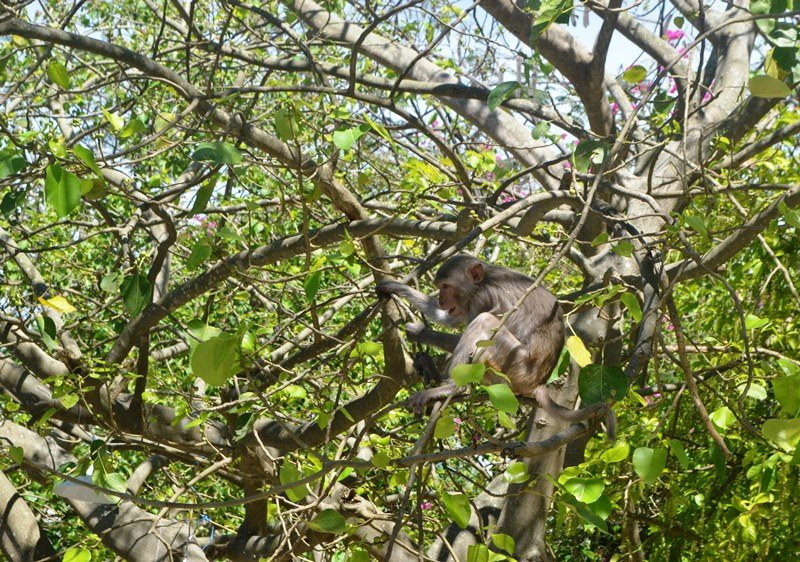 Đừng “bỏ rơi” loài khỉ trên bán đảo Sơn Trà