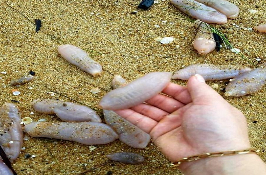 Hàng ngàn sinh vật “lạ” dạt vào bờ biển Thừa Thiên Huế sau bão số 5