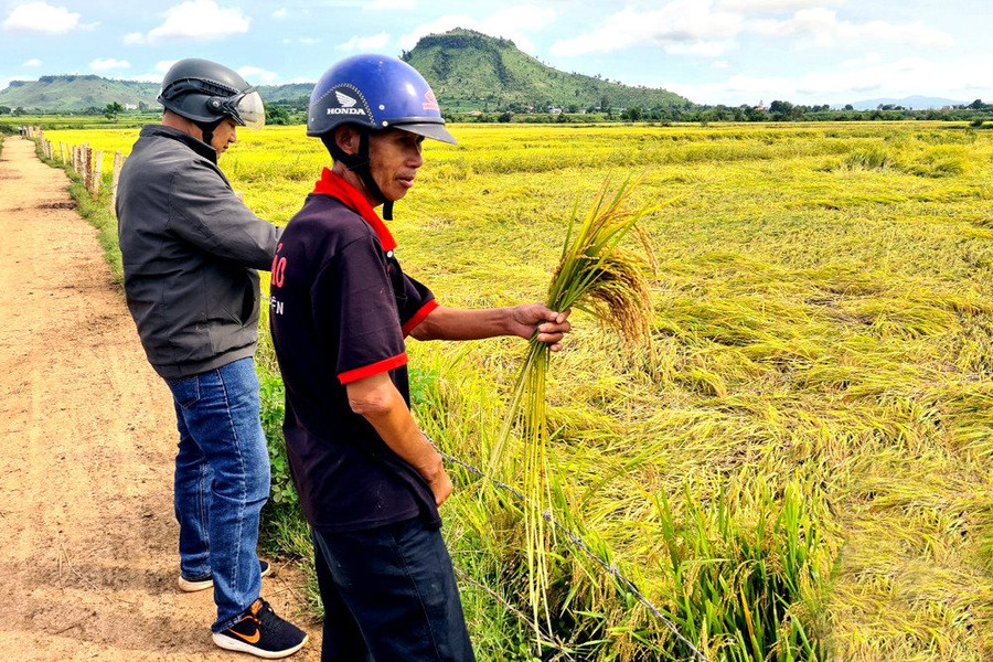 Nông dân Phú Thiện khóc ròng vì hàng ngàn ha lúa ngã đổ do mưa bão