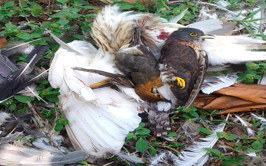 Thanh Hóa: Chấm dứt tình trạng săn bắt chim trời