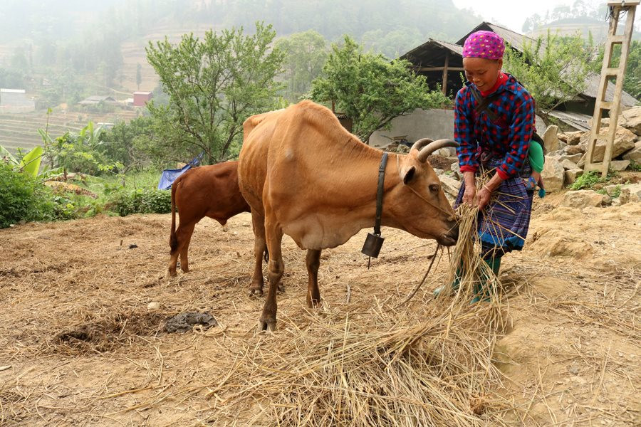 Bắc Hà - Lào Cai: Người dân chủ động tránh rét cho đàn gia súc