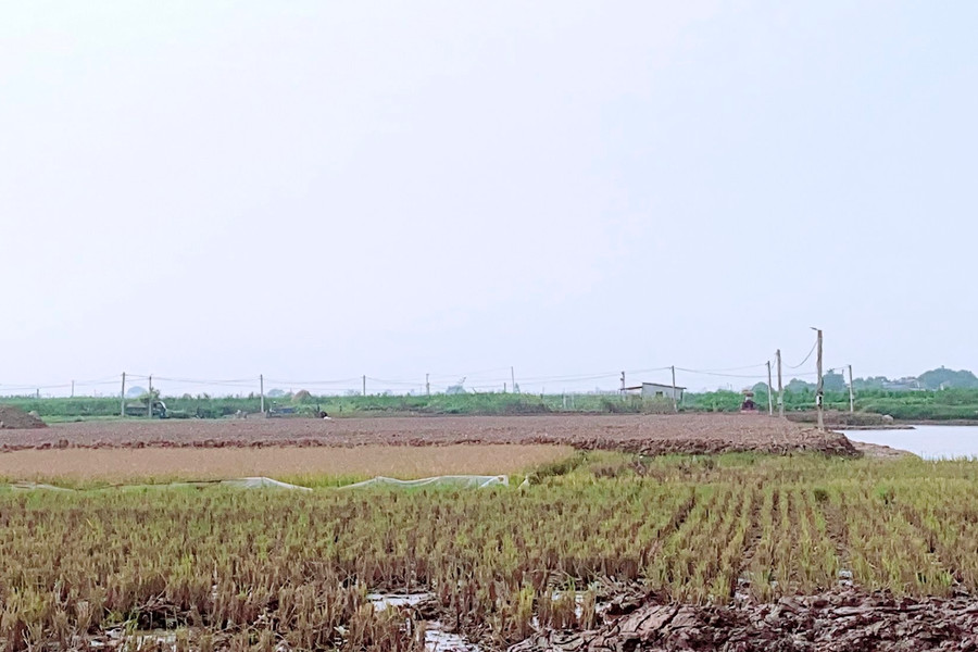 Đông Hưng, Thái Bình: Cần làm rõ vi phạm trong việc bán đất ruộng trái phép tại xã Minh Tân