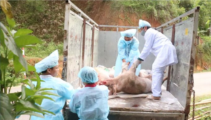 Phát hiện lợn nhiễm bệnh dịch tả lợn châu Phi từ tỉnh ngoài về Hải Phòng tiêu thụ