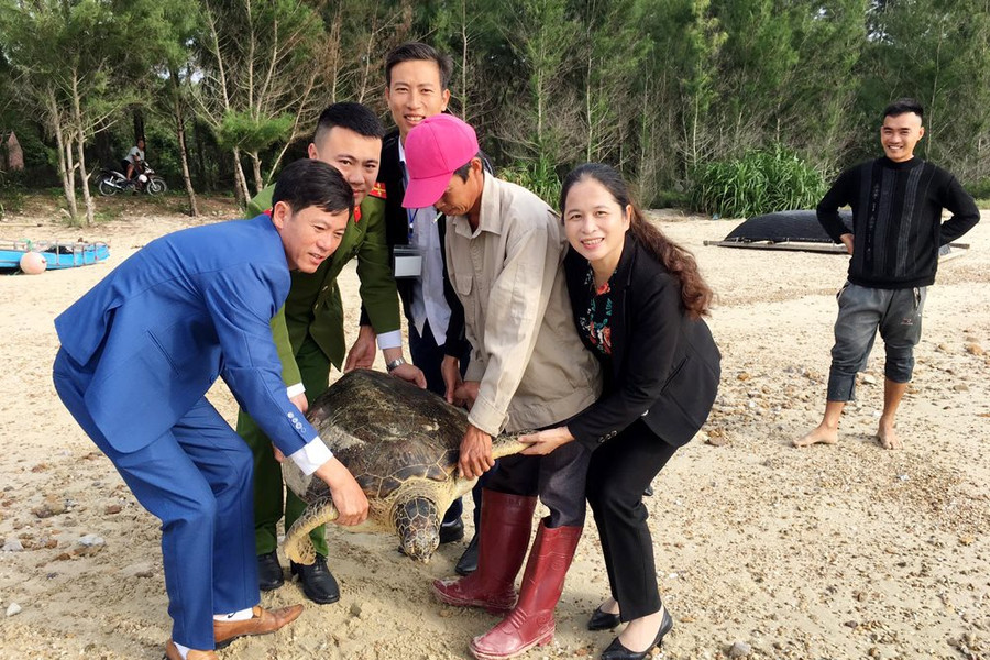 Quảng Ninh: Thả cá thể rùa biển nặng 56 kg về môi trường tự nhiên