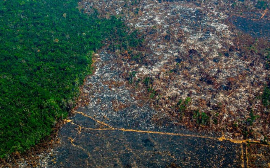 Nạn phá rừng Amazon của Brazil tăng vọt lên mức cao nhất trong 12 năm