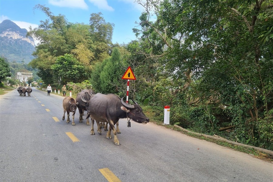 Cao Bằng: Chủ động phòng chống đói, rét cho đàn gia súc