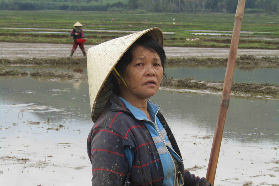 Bình Định: Những cánh đồng mới trên đất Hoài Ân sau mưa bão