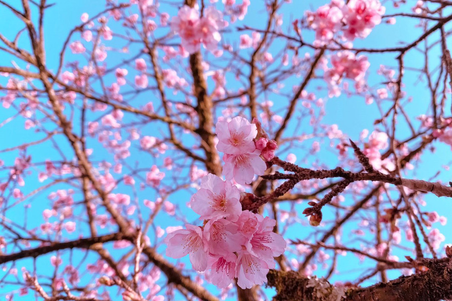 Hoa anh đào Nhật đang khoe sắc tuyệt đẹp tại “thành phố mây ngàn”