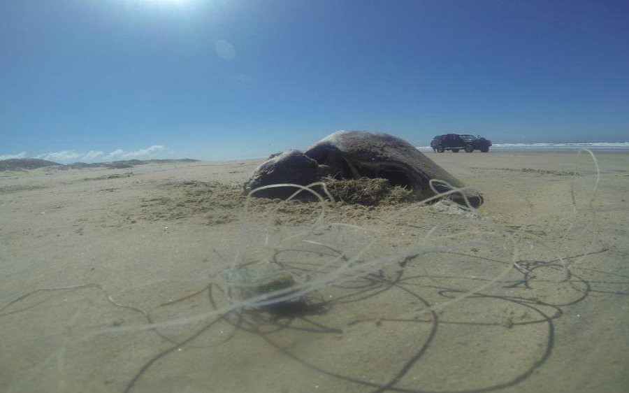 Tổ chức môi trường Mexico kêu gọi bảo vệ rùa biển