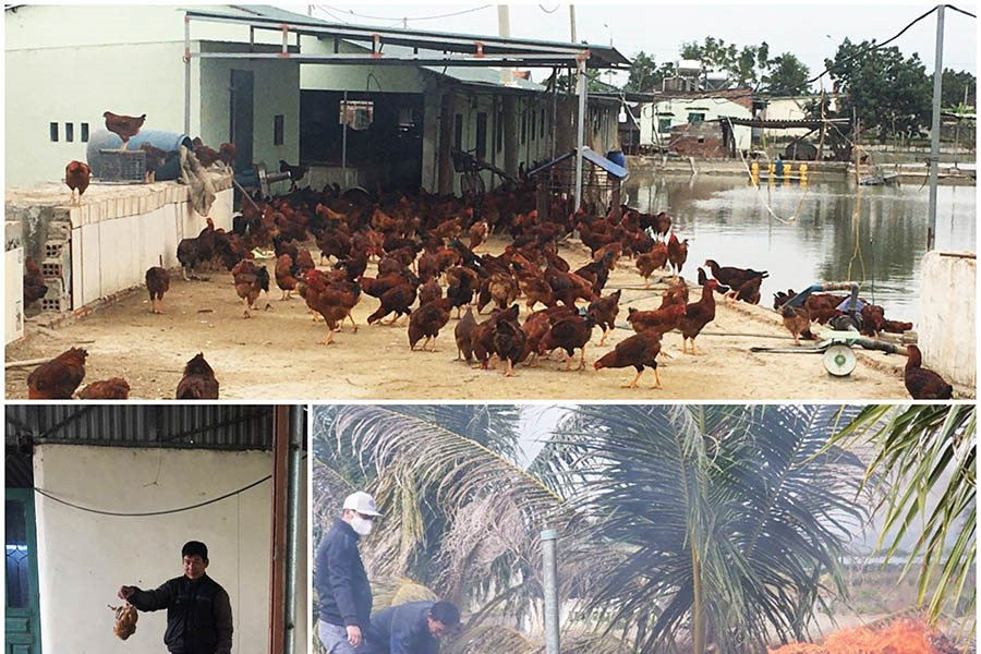 Quảng Ninh: Tiêu hủy gần 1.000 con gà nhiễm cúm gia cầm H5N6