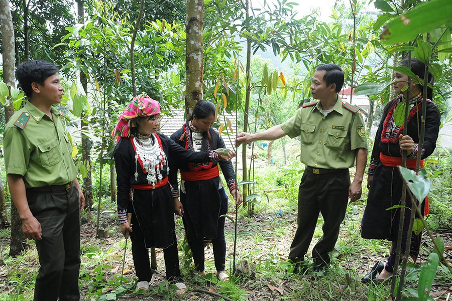 Giải pháp ứng phó BĐKH ở Lào Cai: Trồng, bảo vệ và phát triển rừng bền vững