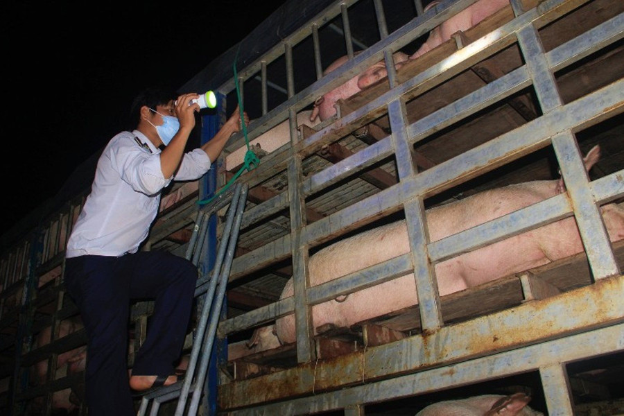 Quảng Trị ra chỉ đạo "nóng" kiểm soát vận chuyển lợn qua biên giới
