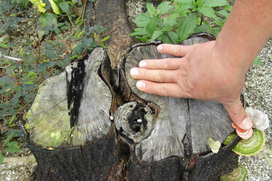 Bình Định: Vì sao gần 17ha rừng Vân Canh bị mất?