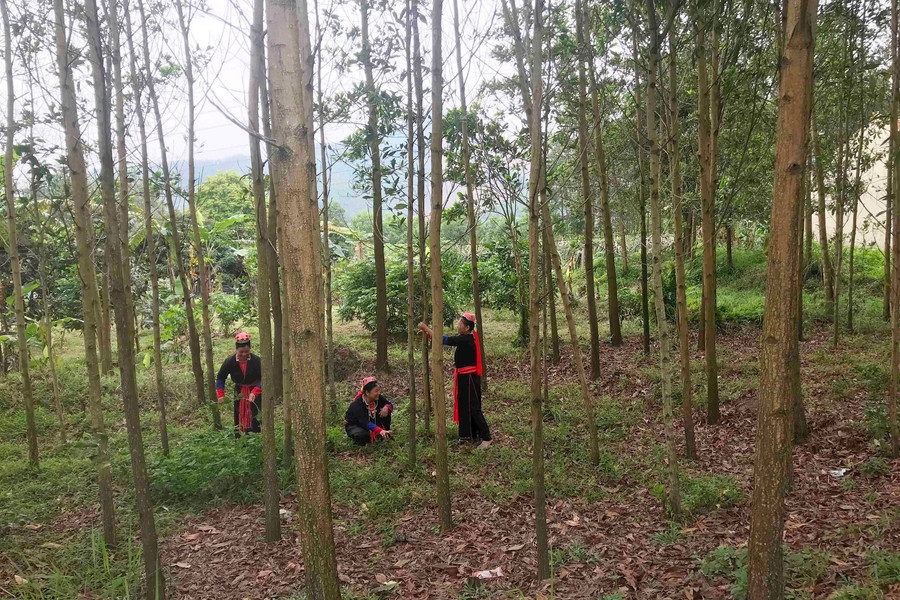 Vì sao Đề án giao đất, giao rừng tại Quảng Ninh chậm tiến độ?