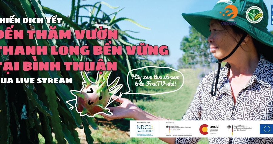 Tết Tân Sửu:  Nông dân Bình Thuận thử nghiệm bán thanh long sạch qua live stream