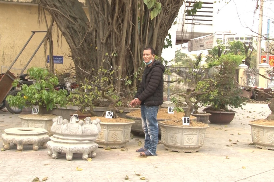 Bắt đối tượng trộm hàng loạt cây mai cảnh tại Huế