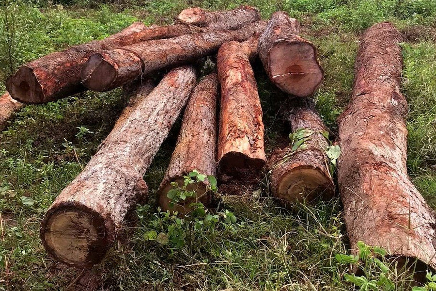 Gia Lai phát hiện 3 vụ gỗ lậu