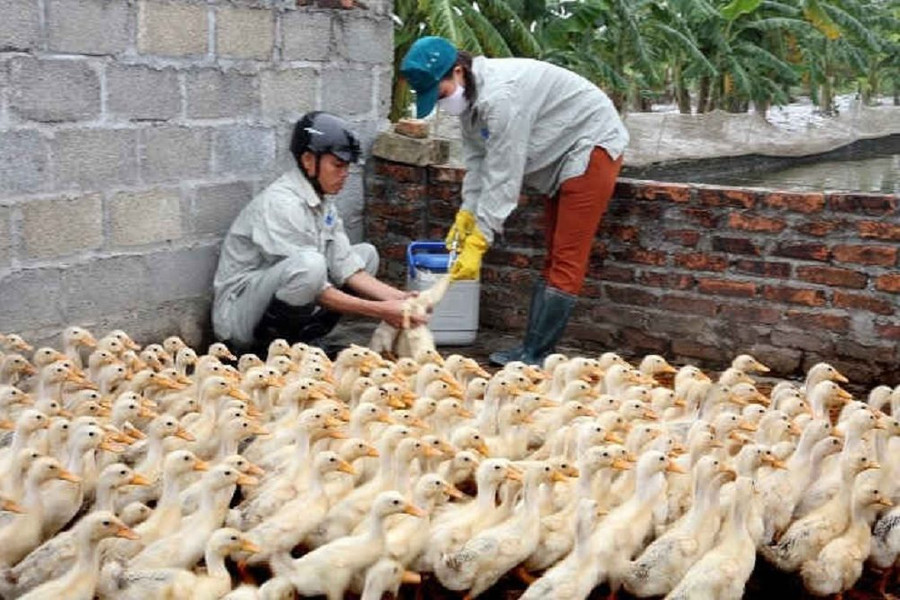 Nghệ An: Ra công điện khẩn phòng chống dịch Cúm gia cầm