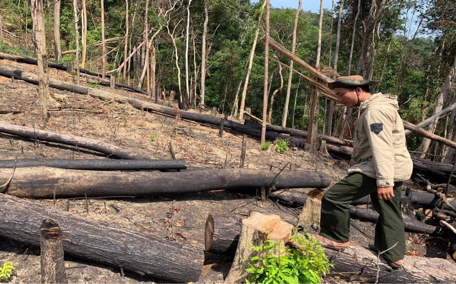 Đắk Lắk: Nhiều diện tích rừng bị lấn chiếm, xâm canh
