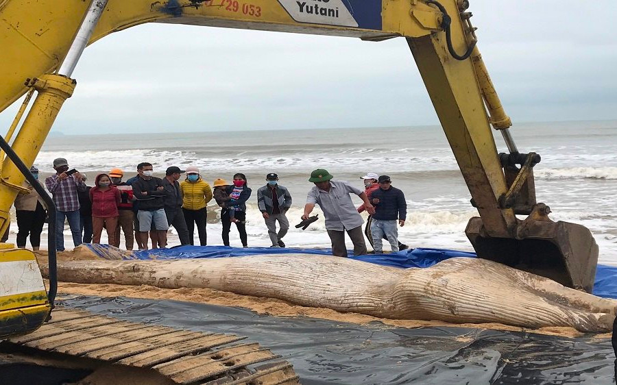 Phát hiện xác cá voi dạt vào bờ biển Quảng Bình