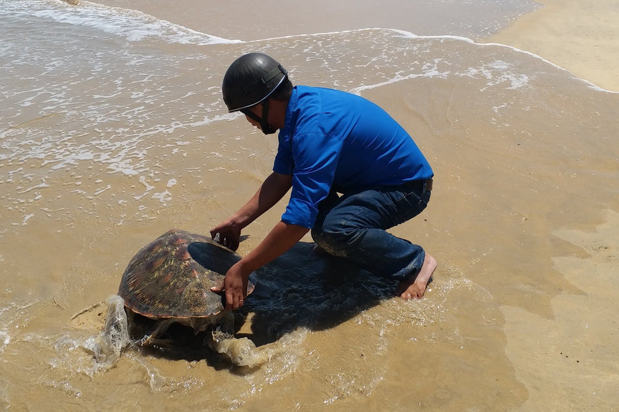 Bình Định: Thả rùa về biển Cát Tiến