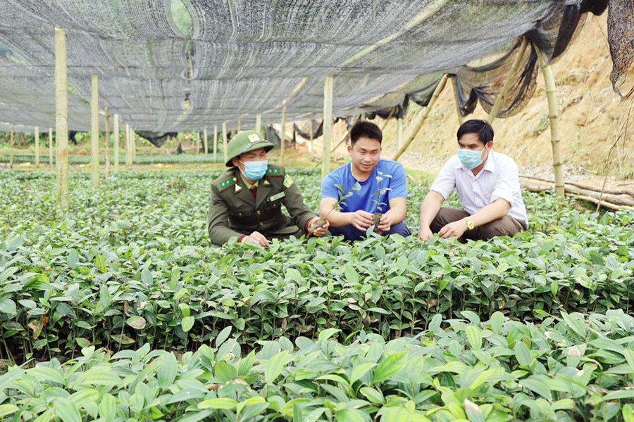 Lào Cai: Chú trọng giống cây để phát triển trồng rừng