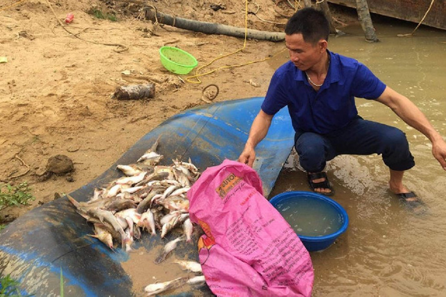 Nghệ An: Đang xác minh nguyên nhân cá chết ở sông Con