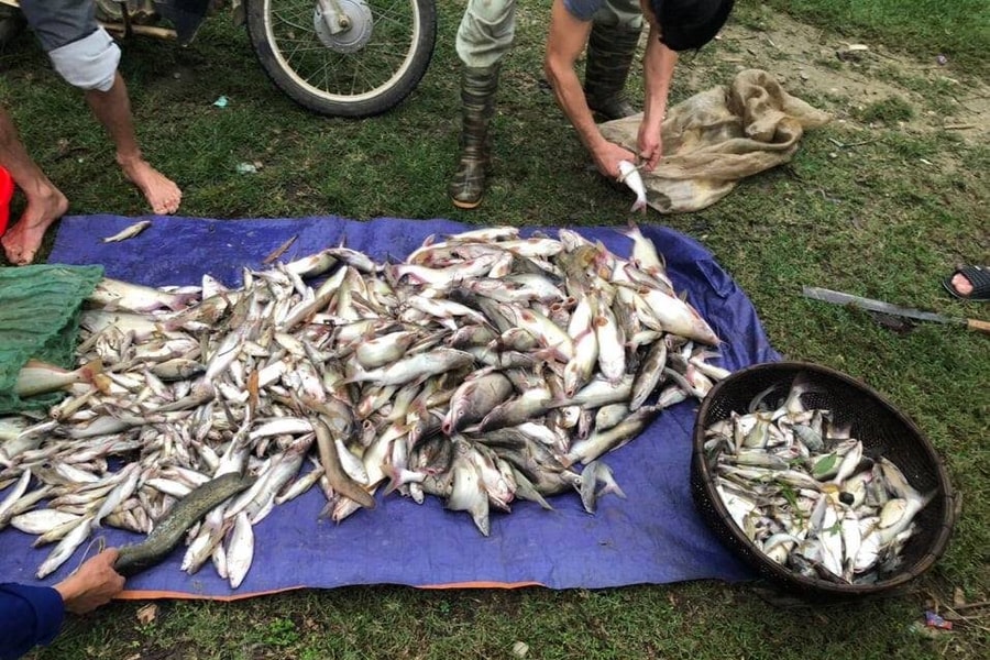 Thanh Hóa: Cá nuôi lồng bè trên sông Mã chết bất thường