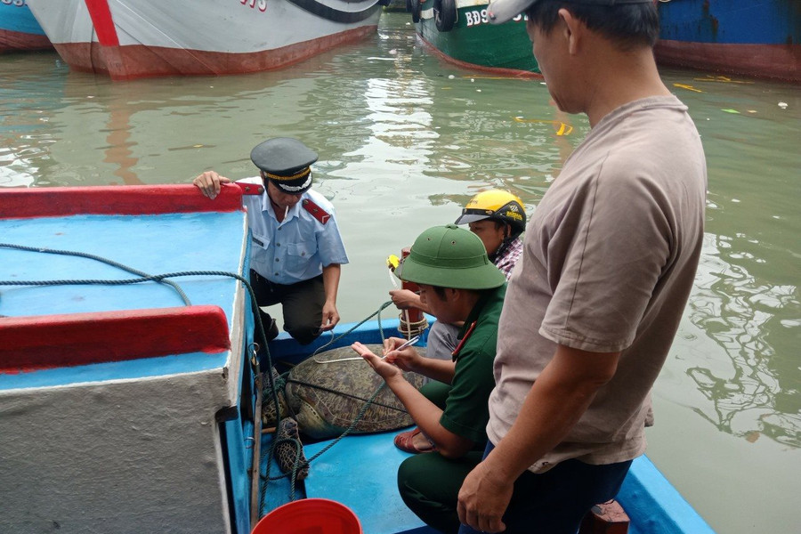 Bình Định: Người dân tự nguyện thả rùa quý về biển