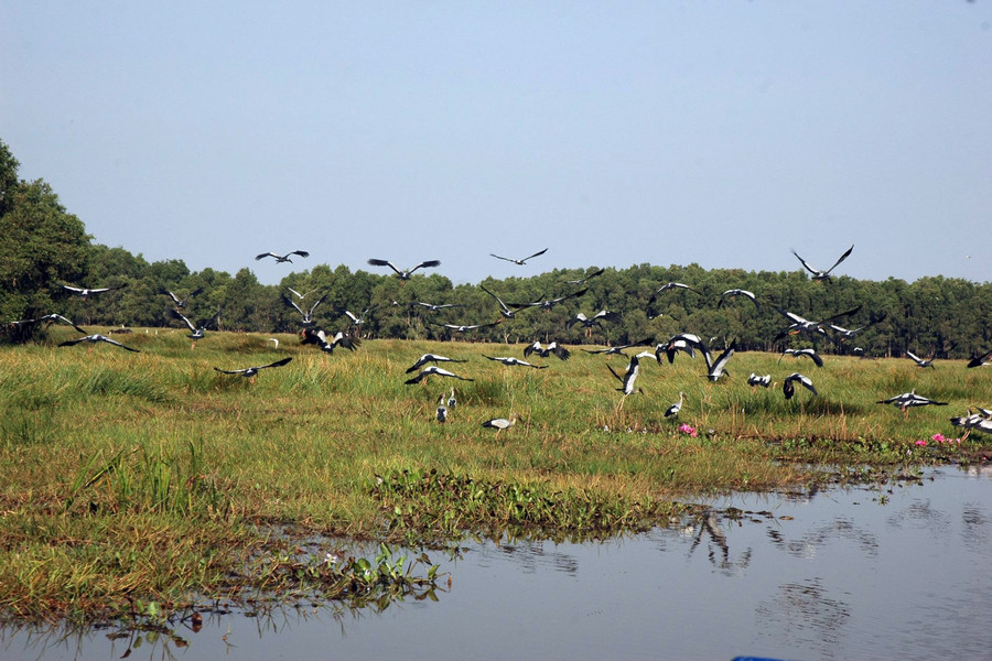Bảo tồn các loài chim hoang dã, di cư tại Việt Nam
