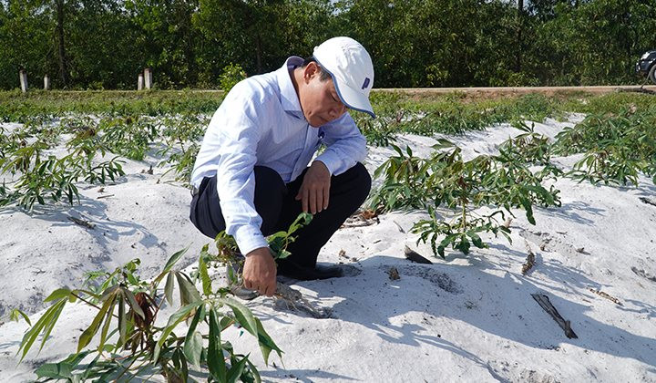 Thừa Thiên Huế: Chủ động phòng trừ bệnh khảm lá trên cây sắn