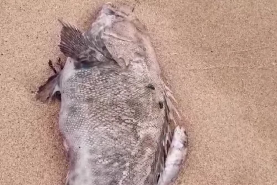 Nghệ An: Khẩn trương điều tra nguyên nhân cá chết ở biển Nghi Thiết
