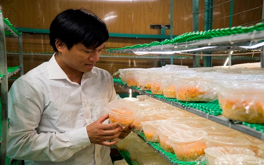 Thanh Hóa: Mô hình nuôi cấy đông trùng hạ thảo trong môi trường nhân tạo