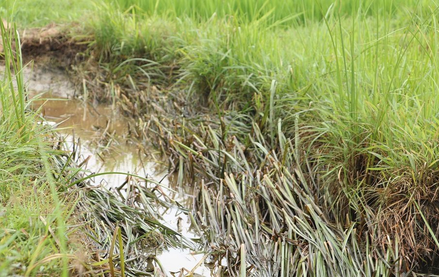 Lai láng dầu tràn từ cây xăng ra mương dẫn nước vào đồng ruộng ở Hà Tĩnh