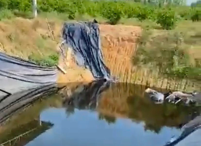 Giếng nước nhuộm vàng, bốc mùi ở Quảng Ngãi: Do nước thải chăn nuôi 