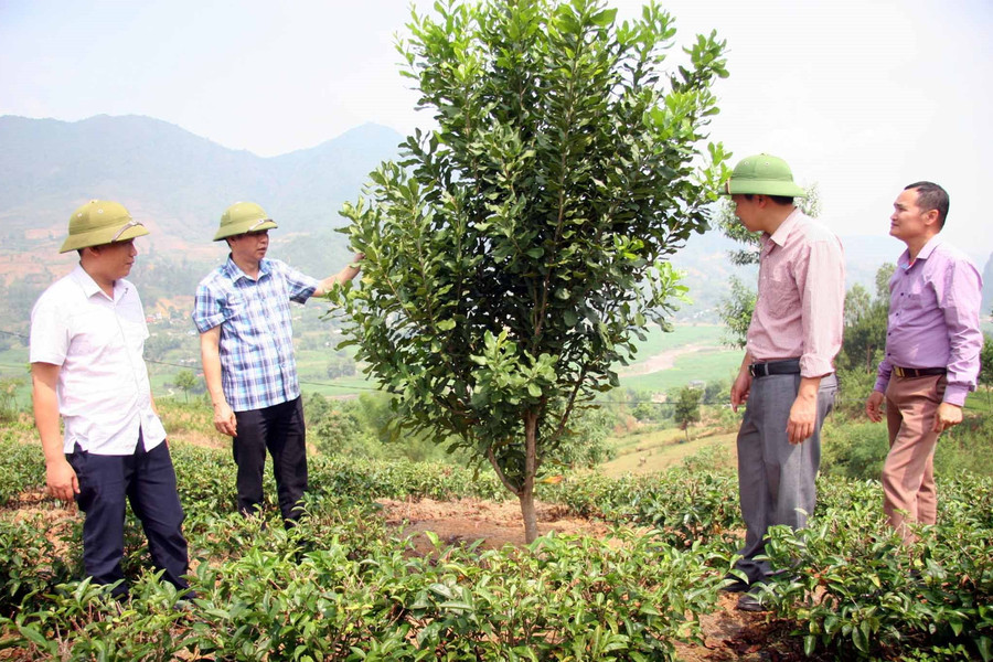 Than Uyên (Lai Châu): Phát triển trồng mắc ca thành vùng nguyên liệu