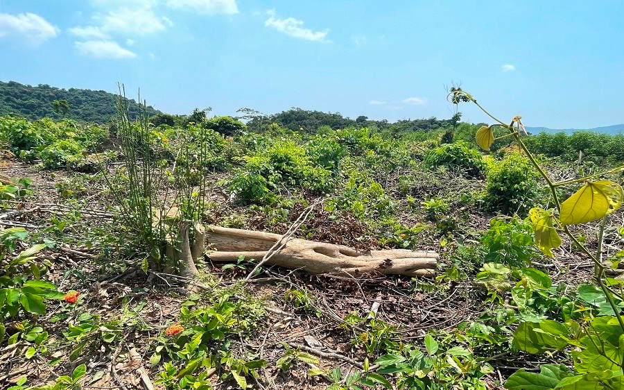 Vụ “Rừng phòng hộ hồ Rào Đá bị chặt phá tại Quảng Bình”: Đã xác định được chủ rừng
