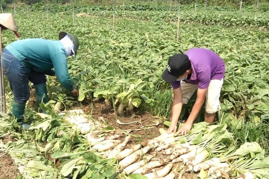 Yên Bái: Trồng củ cải trắng bước đầu mang lại hiệu quả