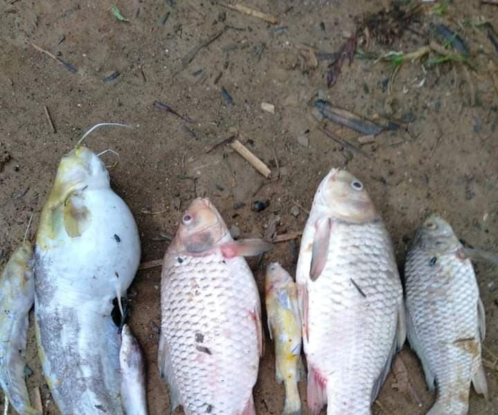 Thạch Thành (Thanh Hóa): Cá chết bất thường gần trang trại chăn nuôi lợn New Hope