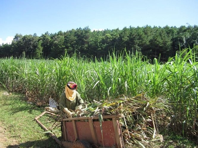  Áp dụng biện pháp chống bán phá giá đối với một số sản phẩm đường mía có xuất xứ từ Vương quốc Thái Lan